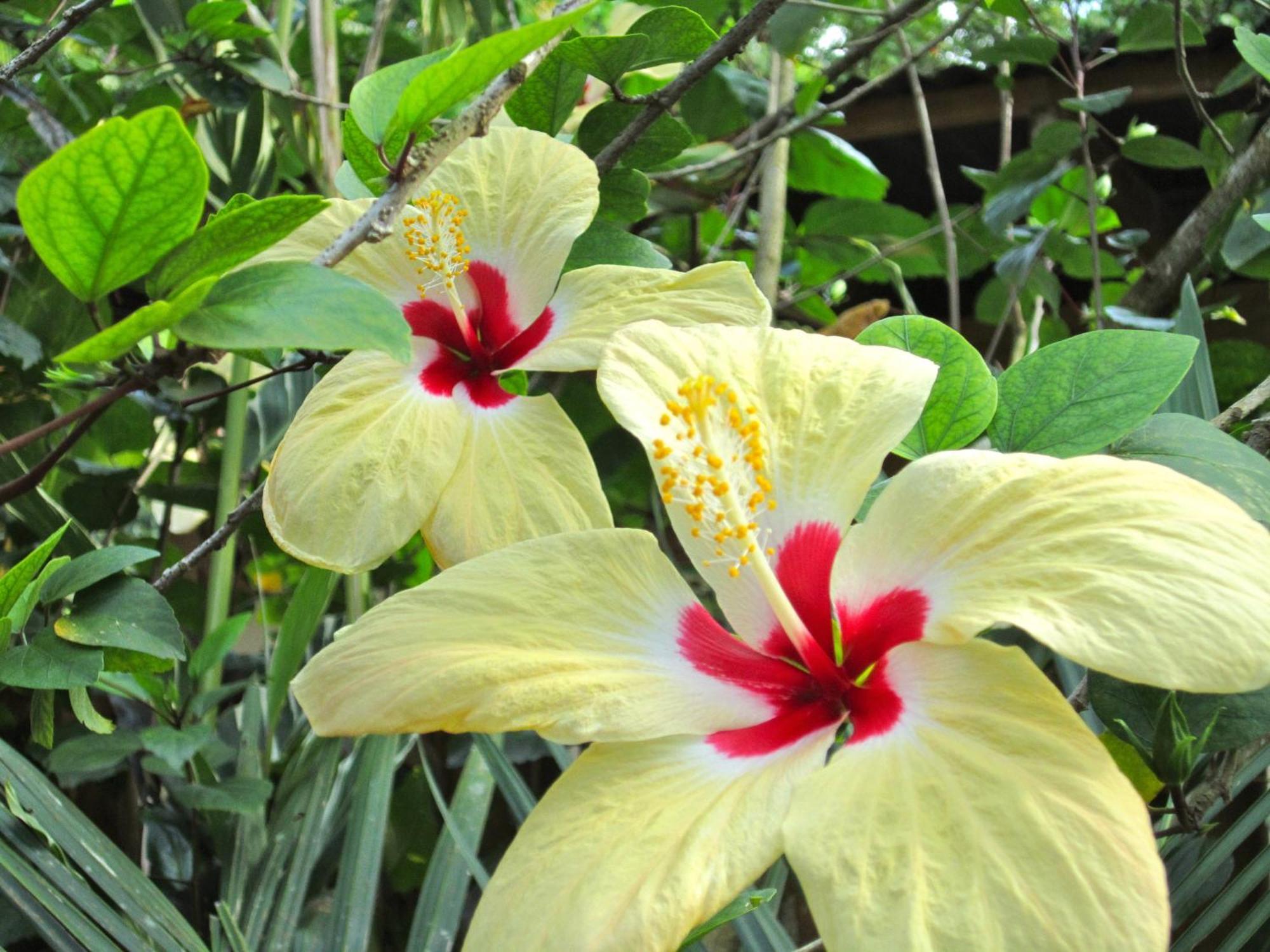 Physis Caribbean Bed & Breakfast Puerto Viejo de Talamanca Екстериор снимка